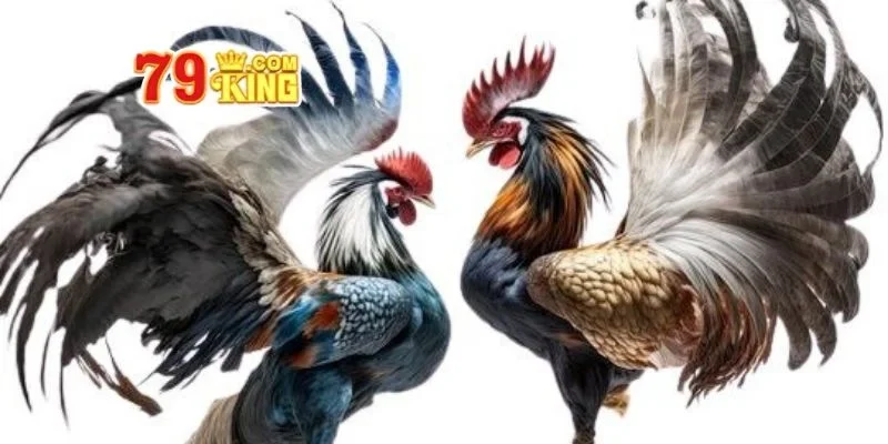 Các hình thức đá gà hấp dẫn đông đảo hội viên tham gia